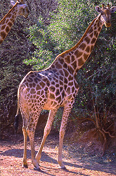 Giraffe Kenya